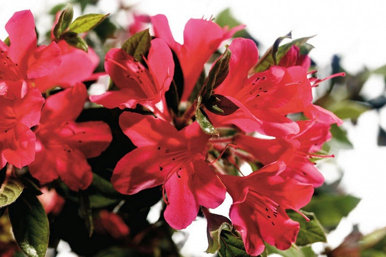 Autumn Ruby Encore Azalea | Reblooming Evergreen Shrub - image 2