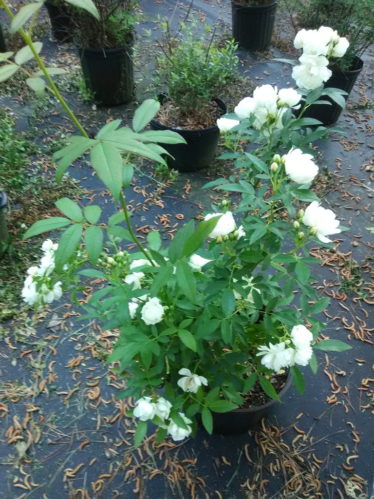 Lady Banks White Climbing Rose (Rosa banksiae 'Alba Plena') - image 2
