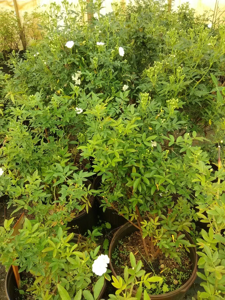 Lady Banks White Climbing Rose (Rosa banksiae 'Alba Plena') - image 3
