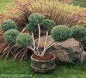 Hetz Blue Juniper Pompom Topiary - image 2