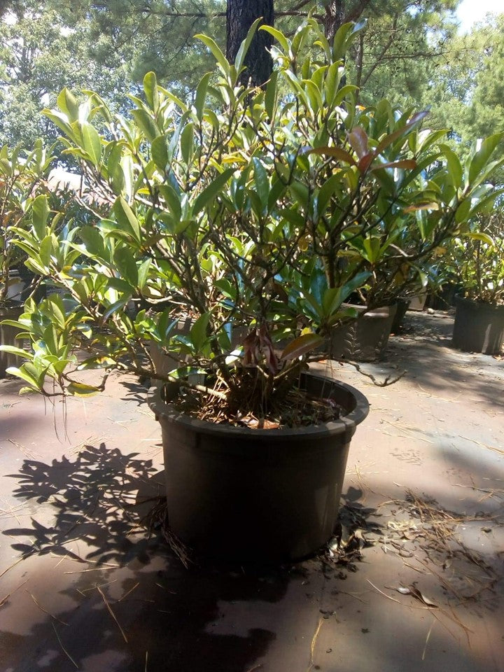 Chindo Viburnum – Evergreen Privacy Shrub - image 2