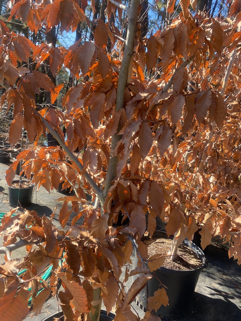 American Beech - Fagus grandifolia - image 2