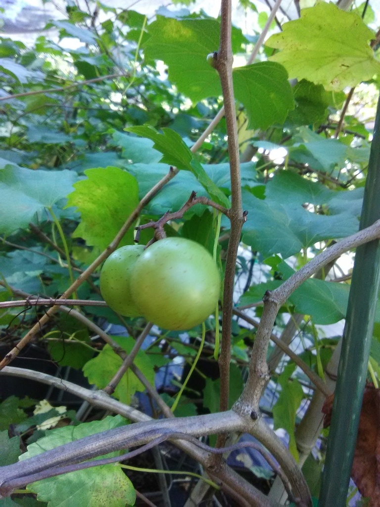 Higgins Muscadine Grape - Female, Bronze Fruit Vine - image 2