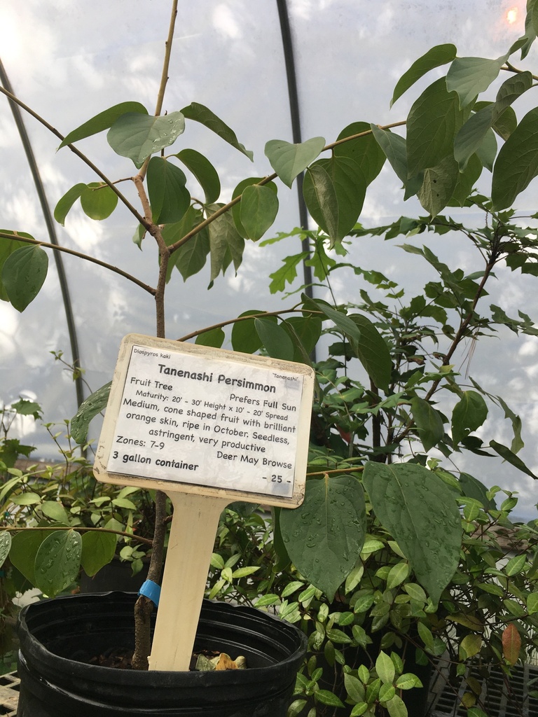 Tanenashi Oriental Persimmon - Diospyros kaki 'Tanenashi' - image 2