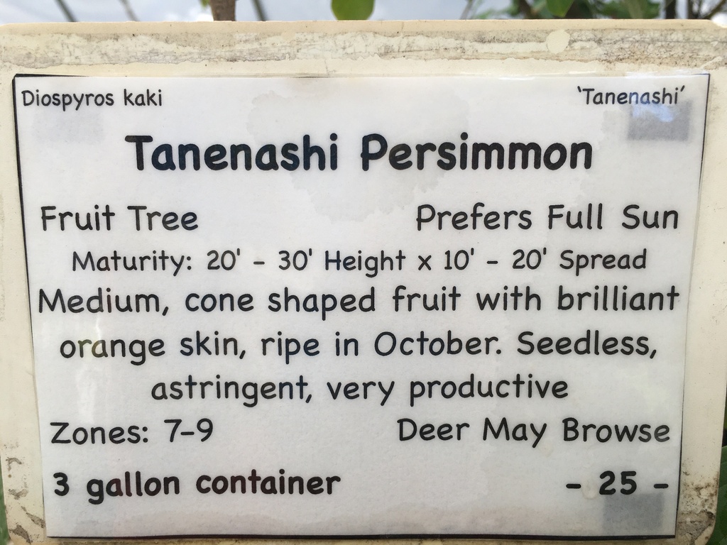 Tanenashi Oriental Persimmon - Diospyros kaki 'Tanenashi' - image 3