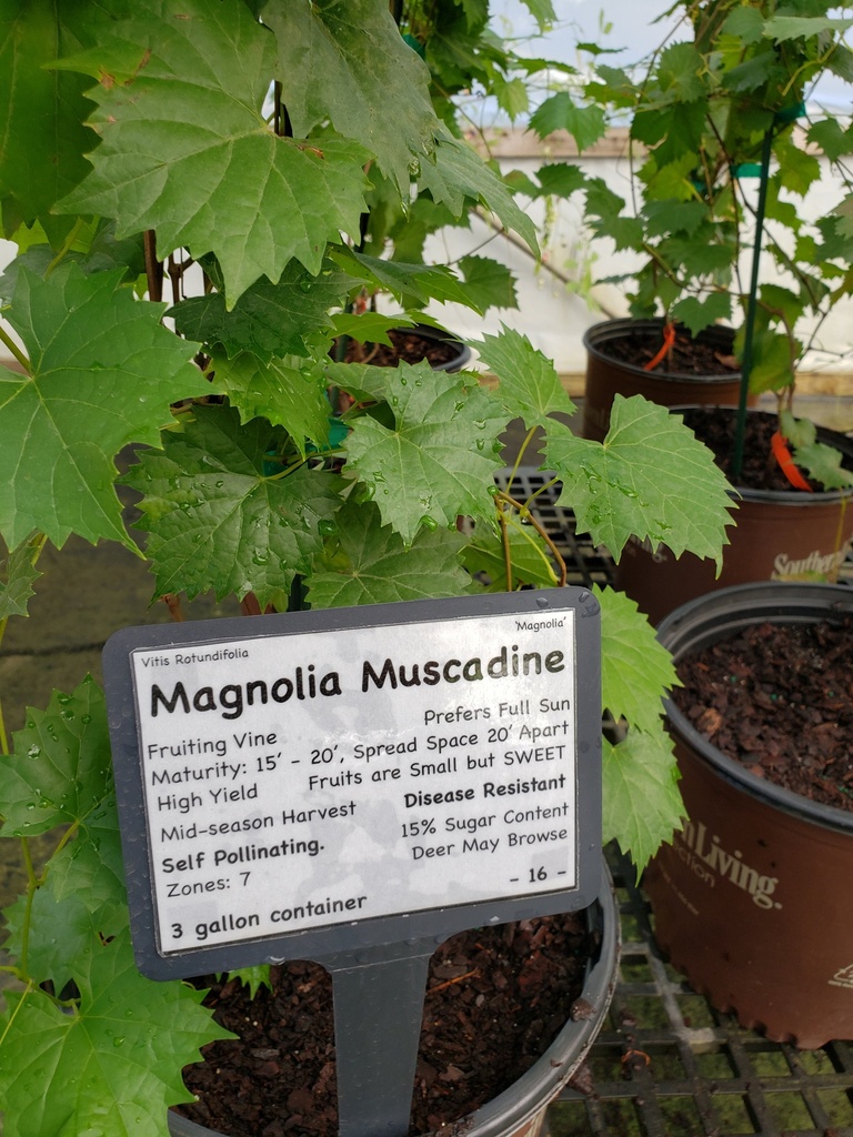 Magnolia Muscadine Grape Vine - Self-Fertile Bronze - image 2