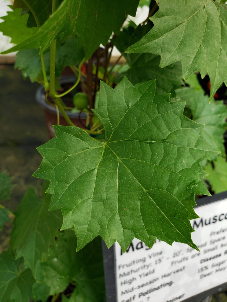 Magnolia Muscadine Grape Vine - Self-Fertile Bronze - image 3