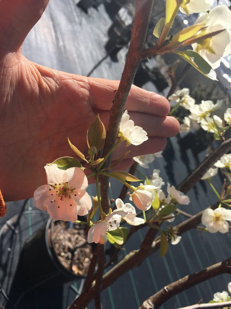 Kieffer Improved Fruiting Pear Tree - image 2