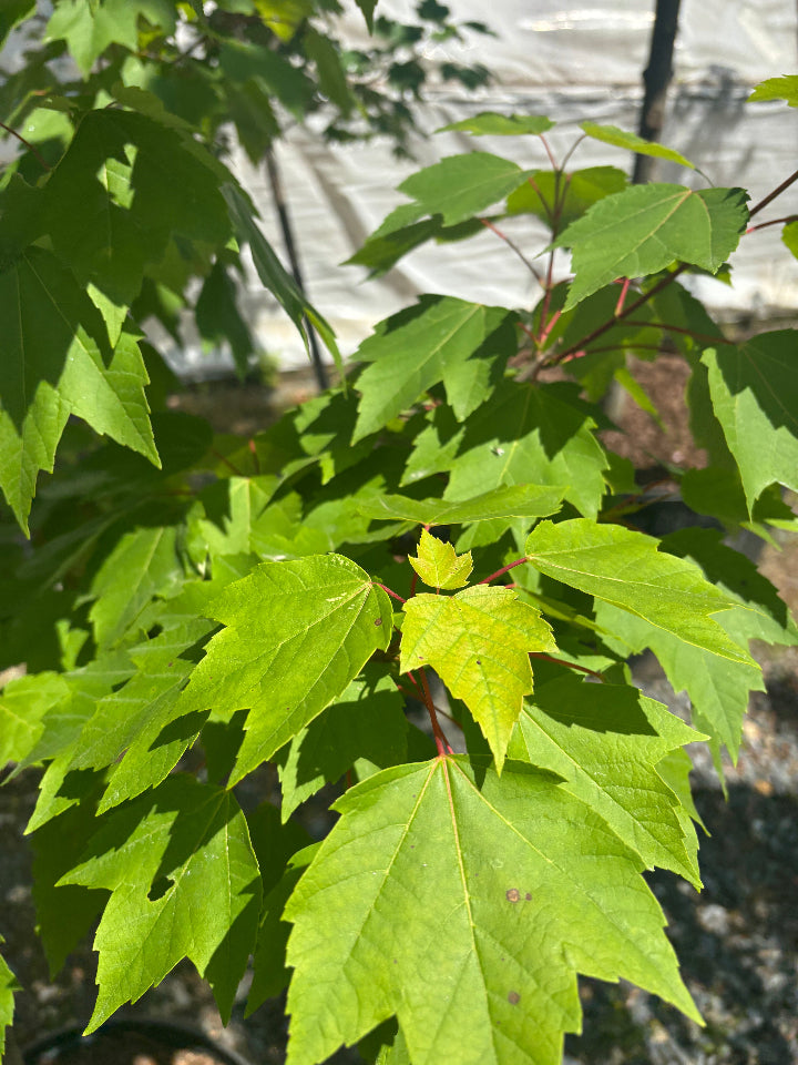 Red Rocket Columnar Red Maple - Acer rubrum 'Red Rocket' - image 2