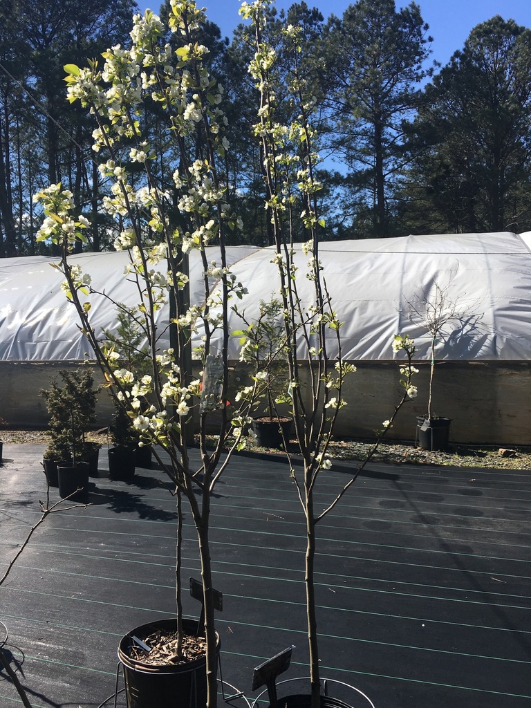 Kieffer Improved Fruiting Pear Tree - image 3