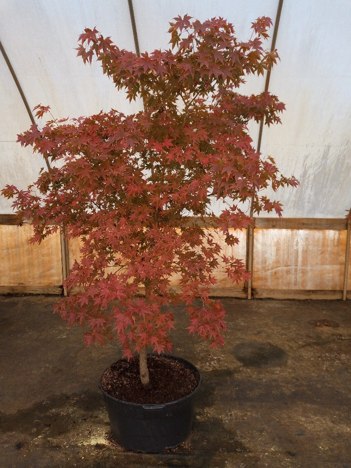Oshio Beni Japanese Maple - image 2