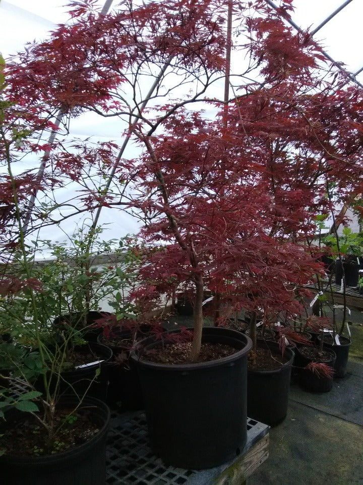 Oshio Beni Japanese Maple - image 3