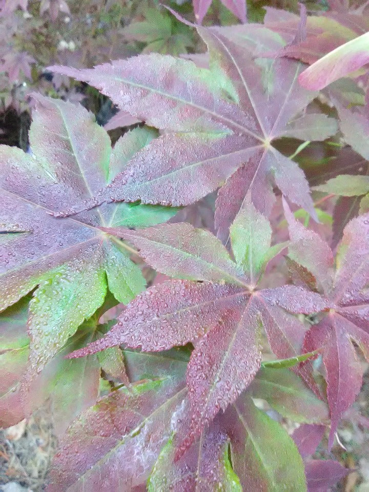 Oshio Beni Japanese Maple - image 4