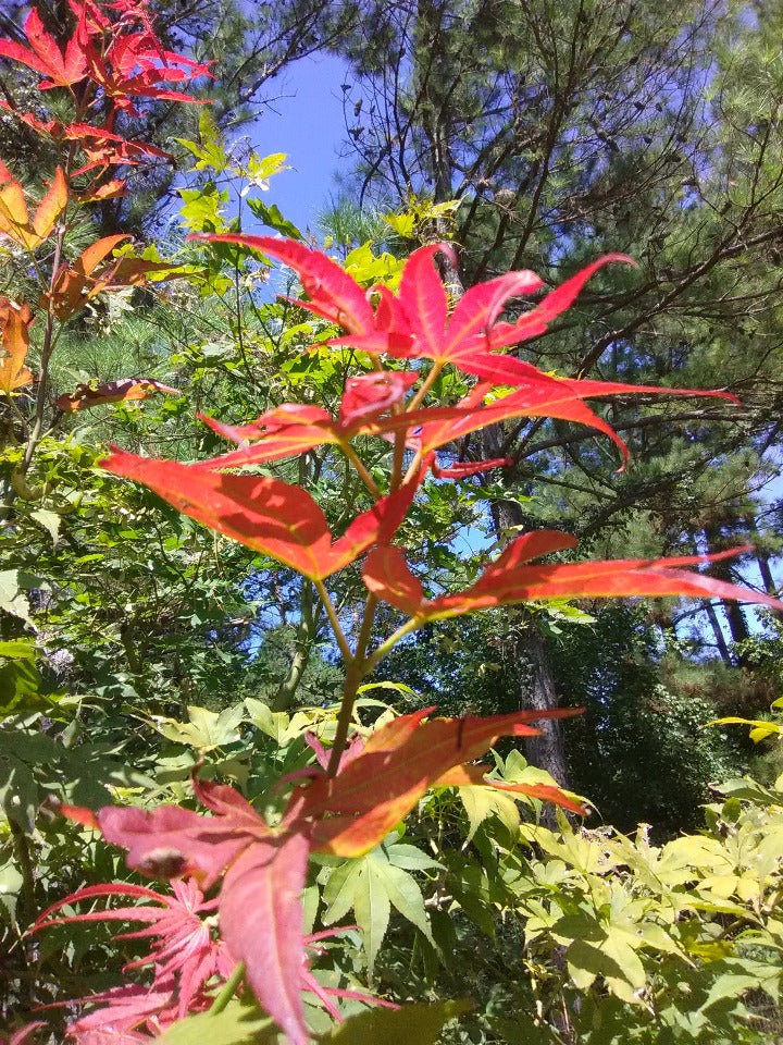 Oshio Beni Japanese Maple - image 6