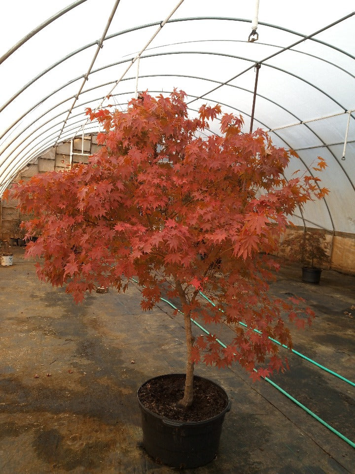 Oshio Beni Japanese Maple - image 7