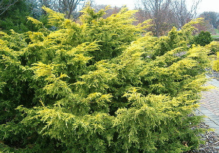 Saybrook Gold Juniper – Golden Spreading Evergreen Shrub - image 2
