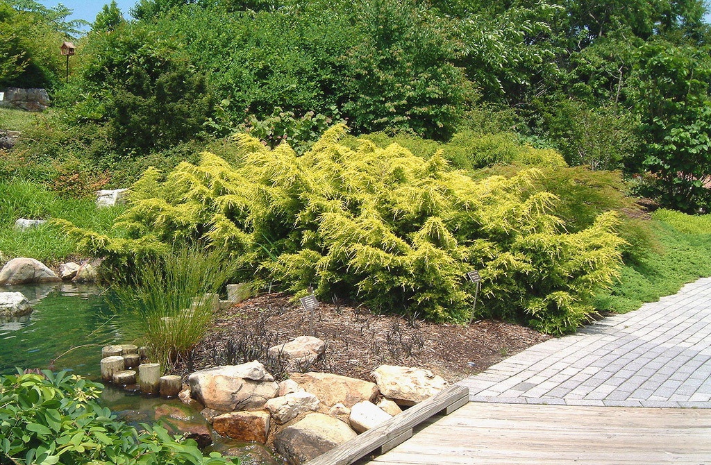 Saybrook Gold Juniper – Golden Spreading Evergreen Shrub - image 3