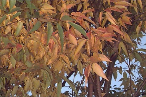 Japanese Zelkova - B&B - image 2