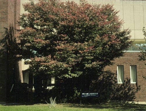 Japanese Zelkova - B&B - image 3