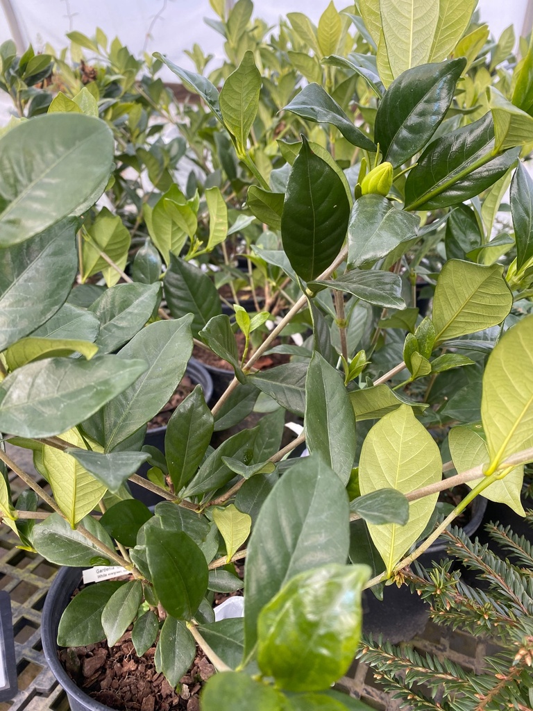 Chuck Hayes Gardenia - Cold Hardy Evergreen Flowering Shrub - image 2