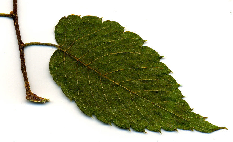 Japanese Zelkova - B&B - image 4