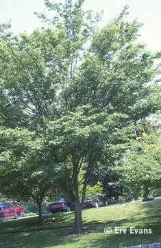Japanese Zelkova - B&B - image 5