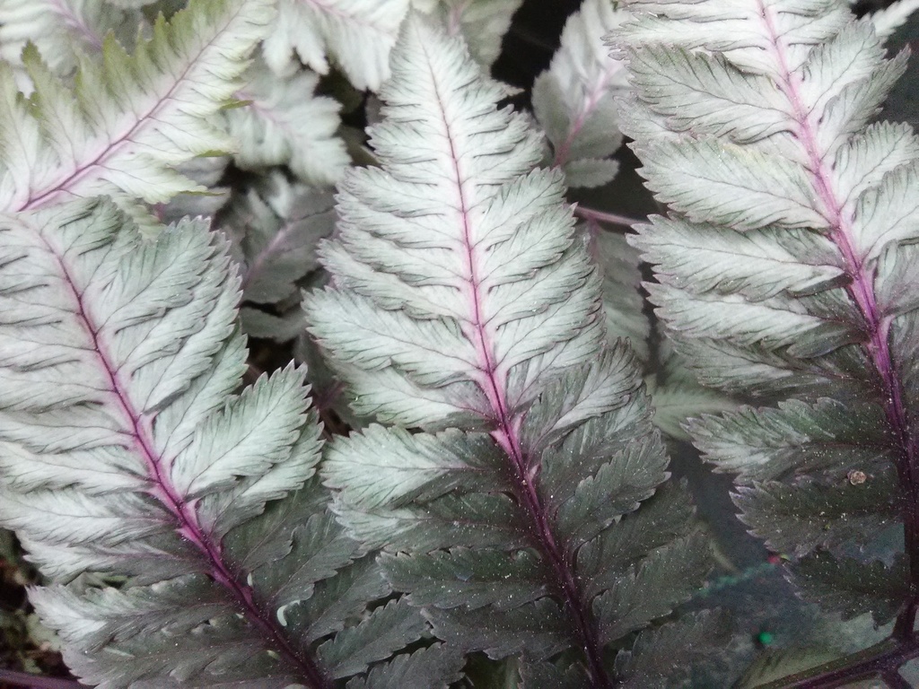 Japanese Painted Fern - Athyrium niponicum 'Pictum' - image 2