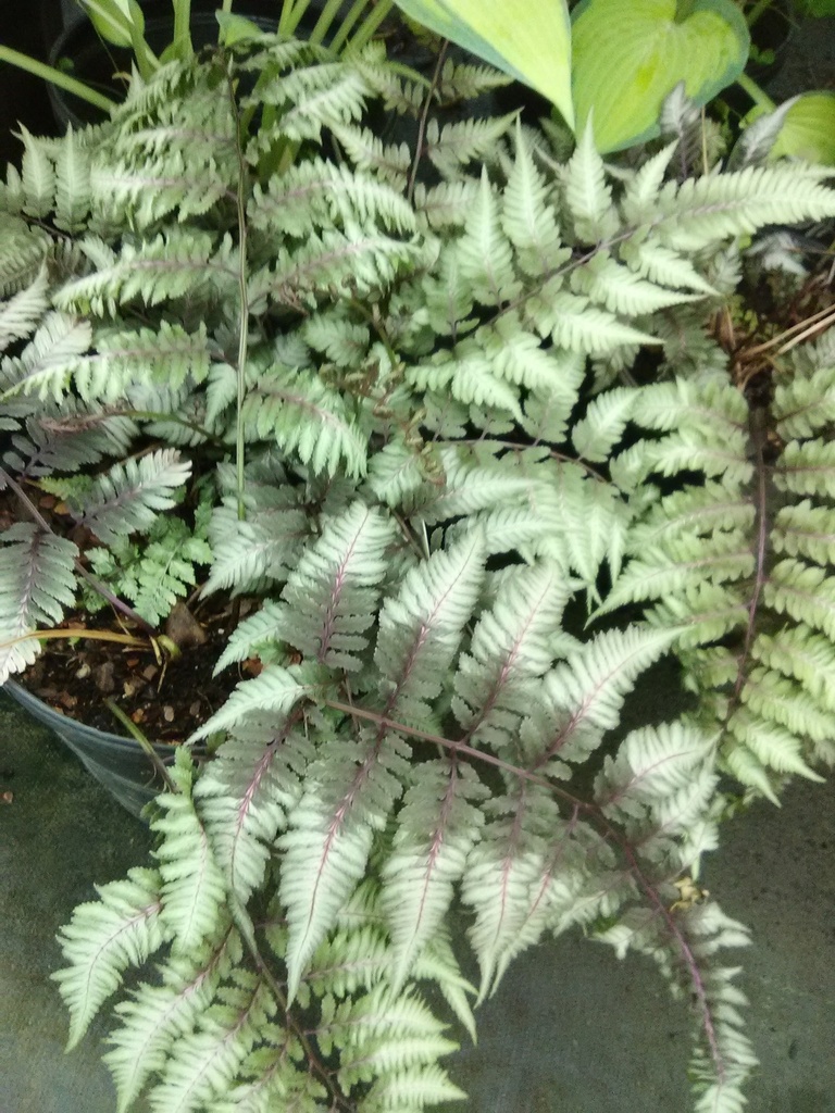 Japanese Painted Fern - Athyrium niponicum 'Pictum' - image 3