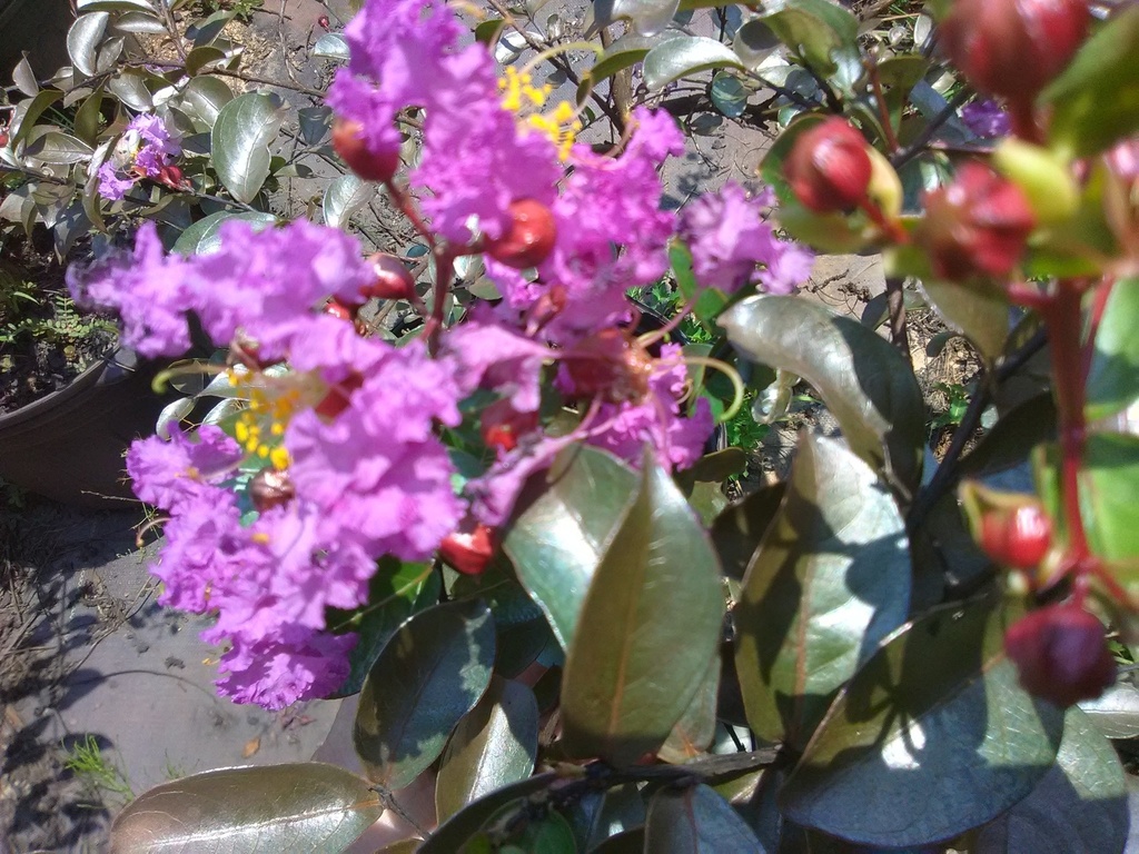 New Orleans Weeping Crape Myrtle – Purple Dwarf Dixie Series - image 2