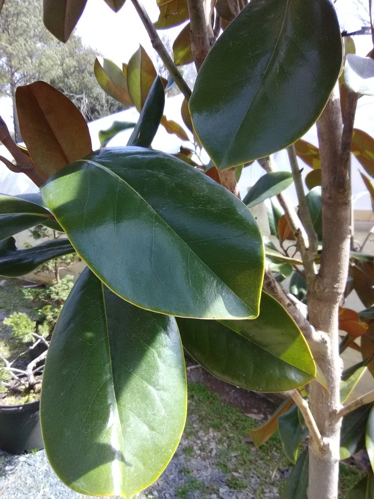 D.D. Blanchard Magnolia - B&B - image 2