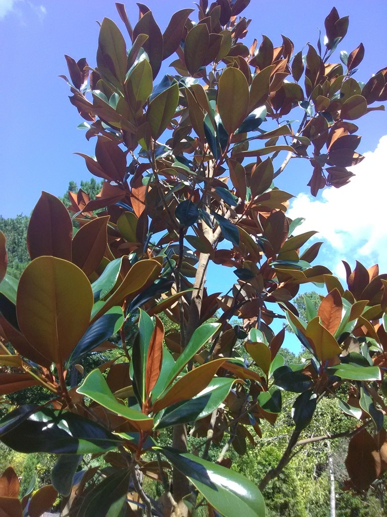 D.D. Blanchard Magnolia - B&B - image 4