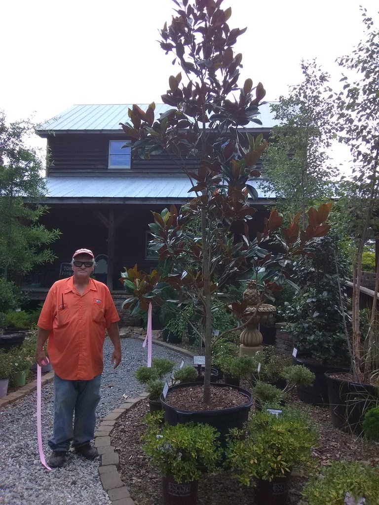 D.D. Blanchard Magnolia - B&B - image 5