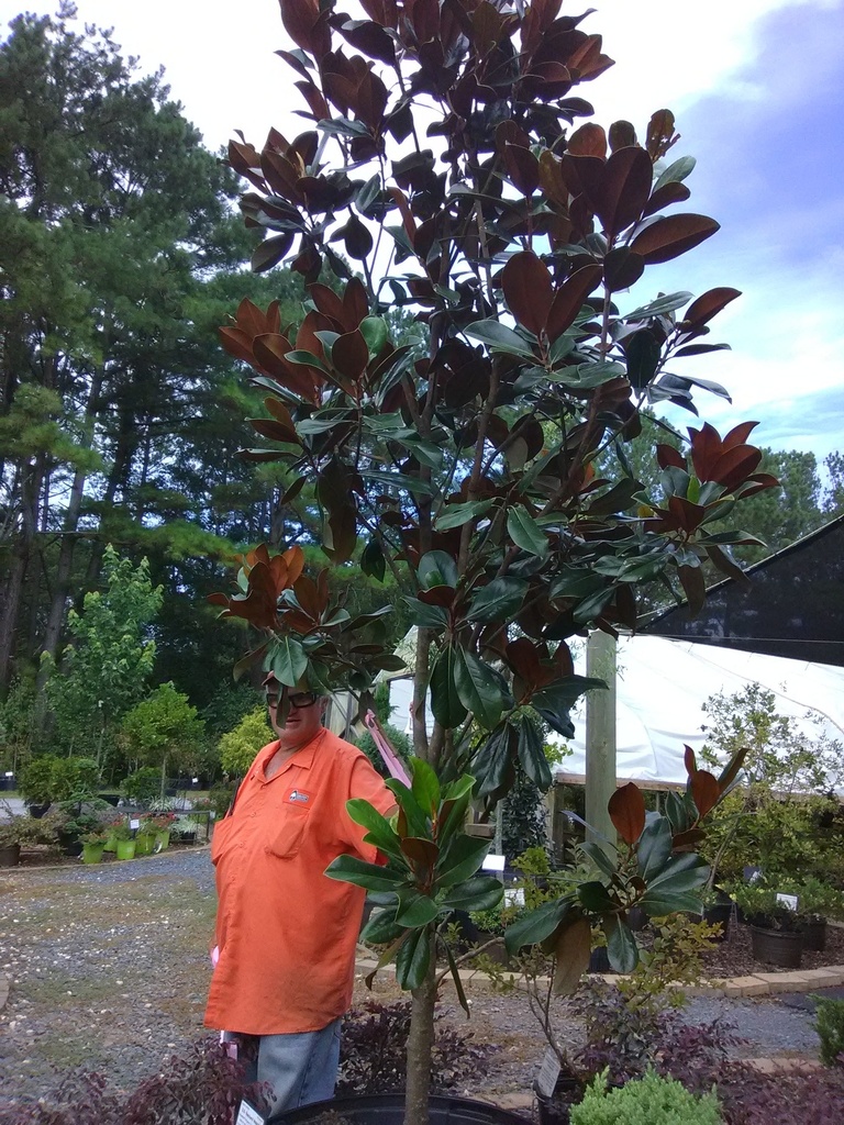 D.D. Blanchard Magnolia - B&B - image 6