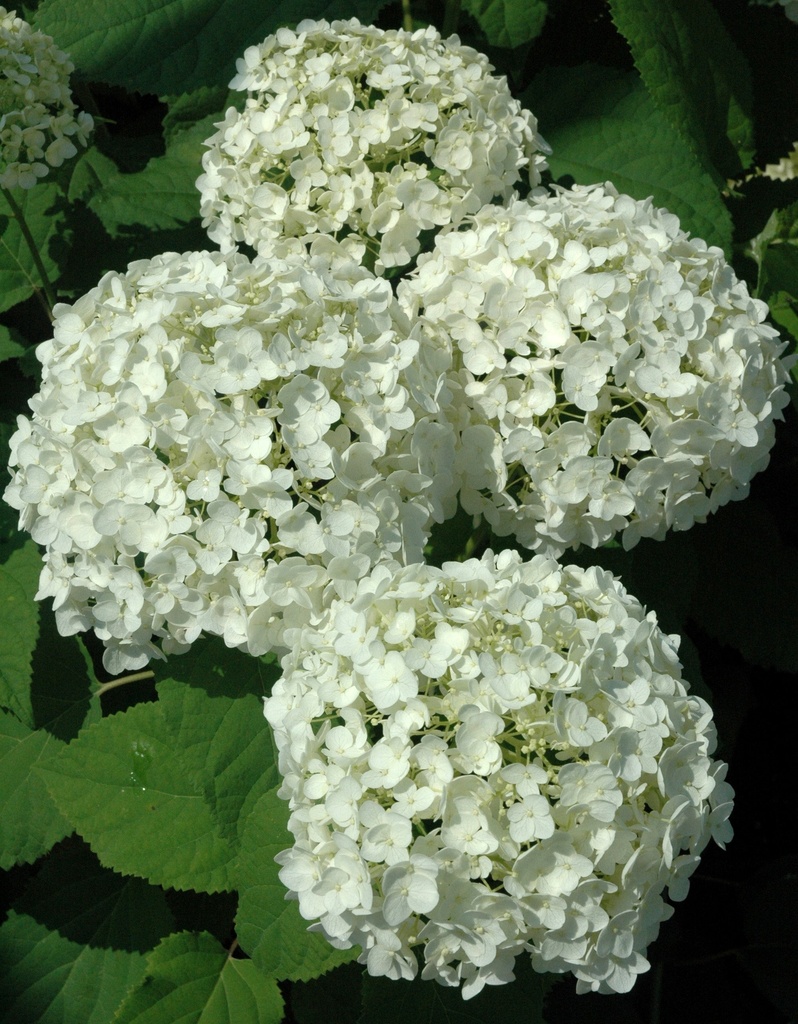 Annabelle White Hydrangea (Hydrangea arborescens 'Annabelle') - image 2