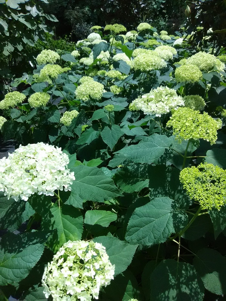 Annabelle White Hydrangea (Hydrangea arborescens 'Annabelle') - image 3