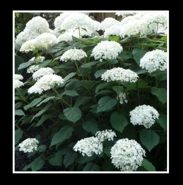 Annabelle White Hydrangea (Hydrangea arborescens 'Annabelle') - image 4