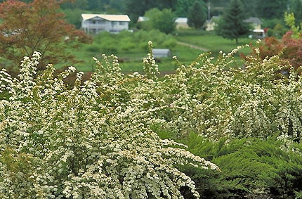 Van Houtte Spirea - White Flowering Deciduous Shrub - image 2