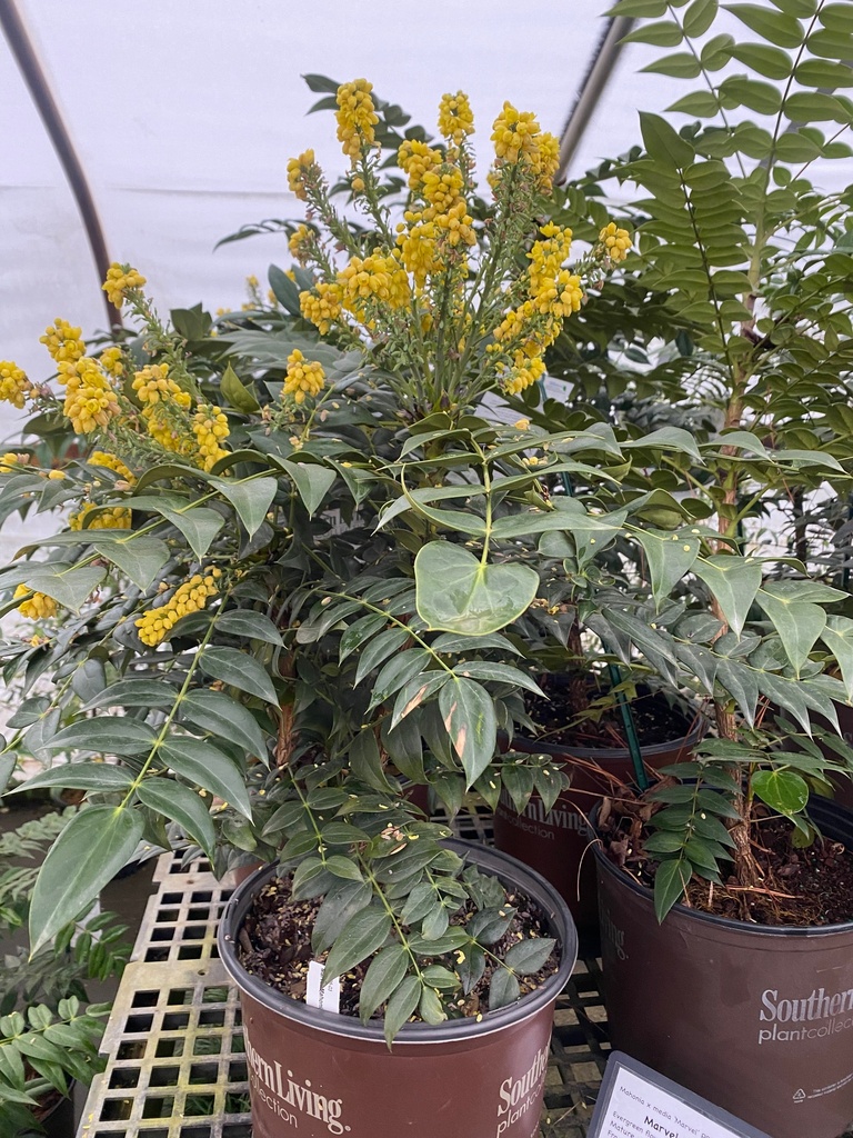 Marvel Mahonia - Evergreen Shrub with Yellow Fall Flowers - image 2
