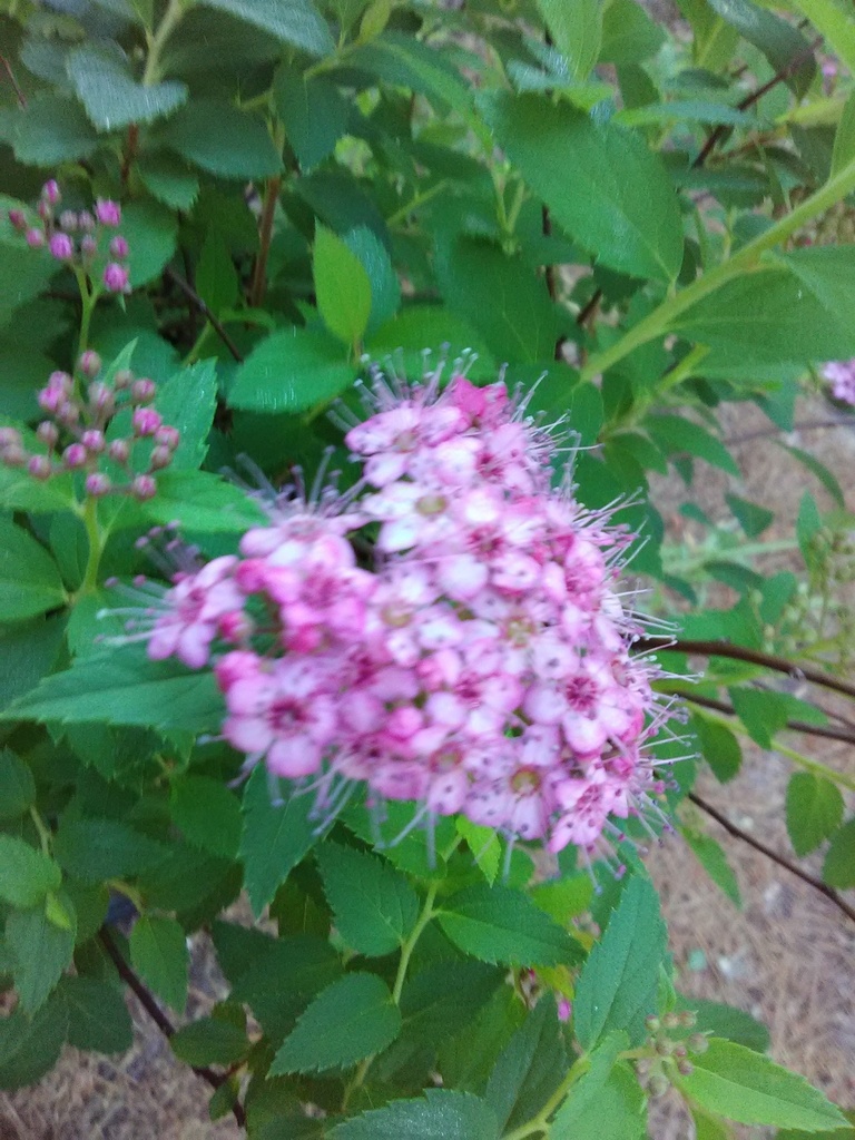 Little Princess Spirea - Dwarf Pink Flowering Shrub - image 2
