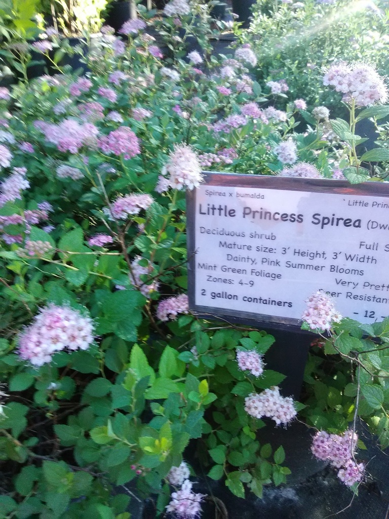 Little Princess Spirea - Dwarf Pink Flowering Shrub - image 3