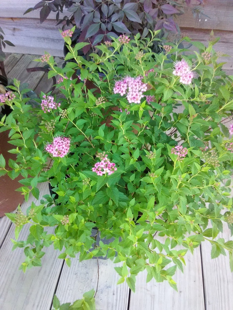 Little Princess Spirea - Dwarf Pink Flowering Shrub - image 4