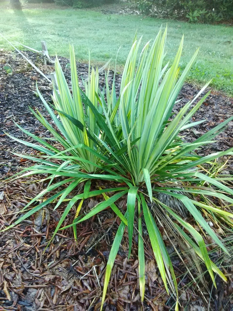 Spanish Bayonet Yucca (Yucca aloifolia) - image 2