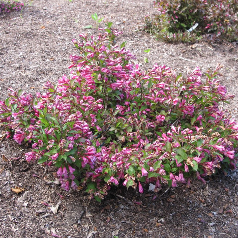 Dwarf Red Weigela (Weigela florida 'Minuet') - image 2