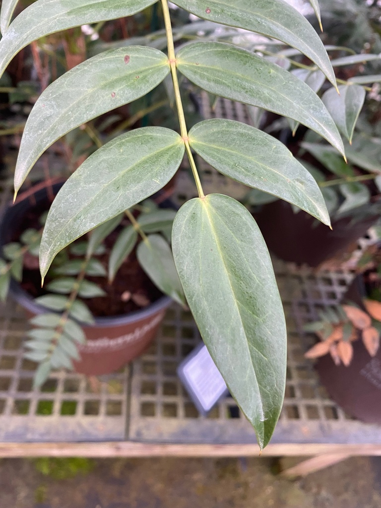 Marvel Mahonia - Evergreen Shrub with Yellow Fall Flowers - image 3