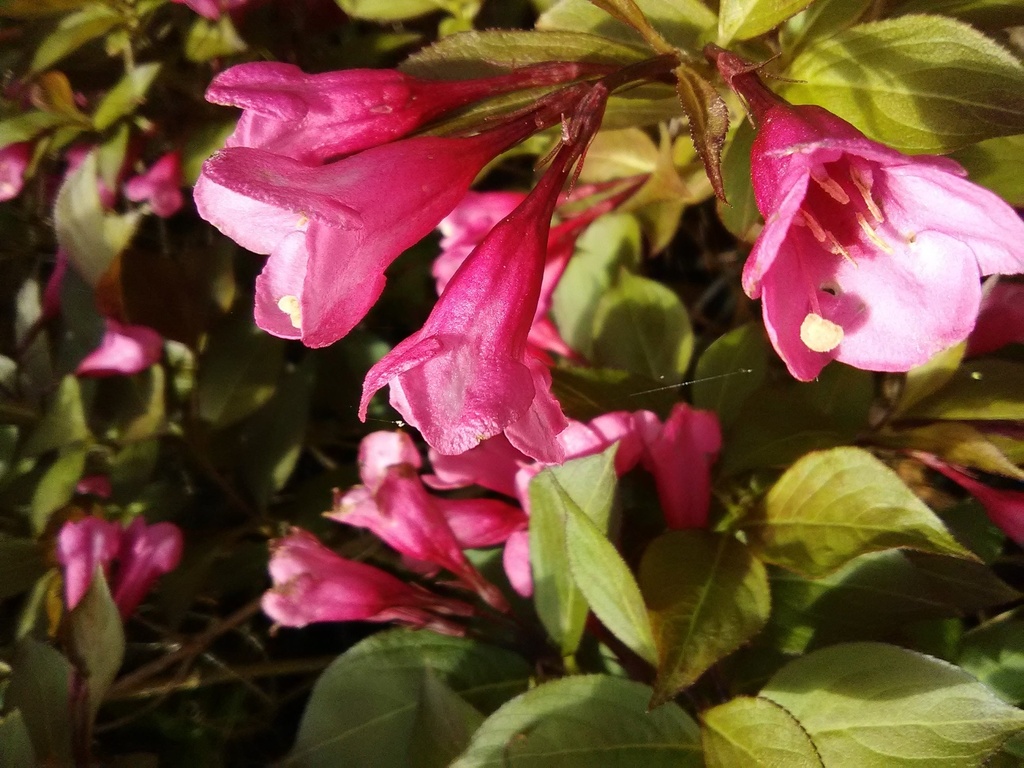 Java Red Weigela - Flowering Deciduous Shrub - image 2