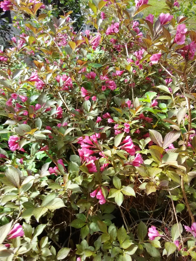 Java Red Weigela - Flowering Deciduous Shrub - image 3