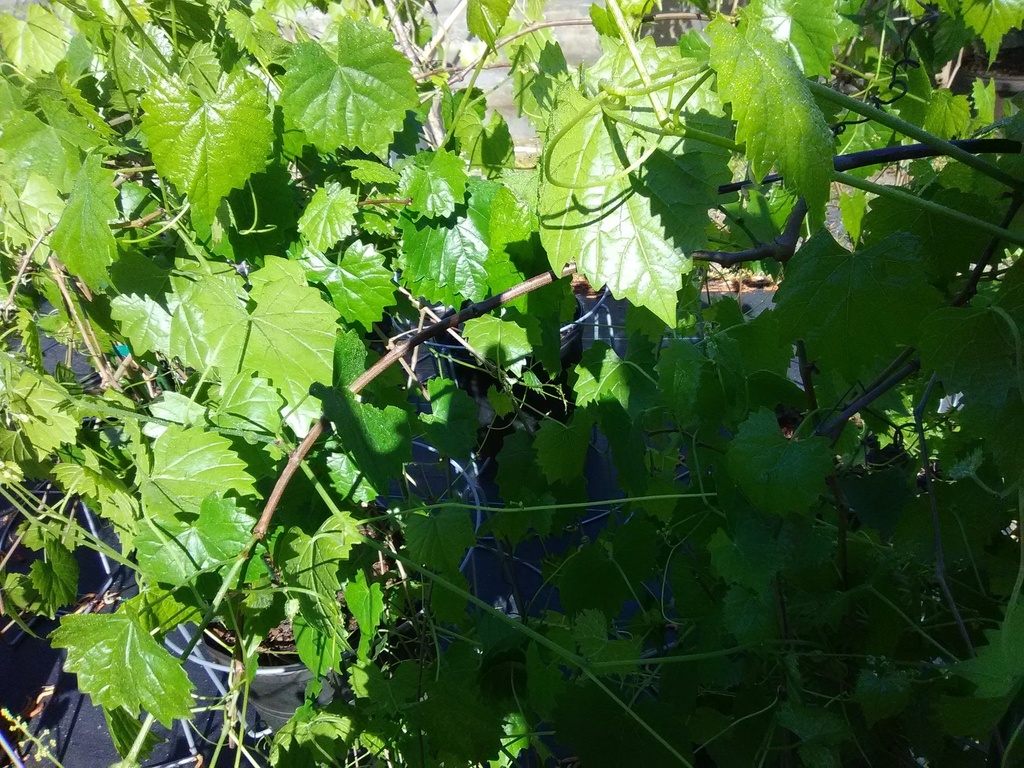 Scuppernong Muscadine Grape - Female Bronze Fruit Vine - image 2