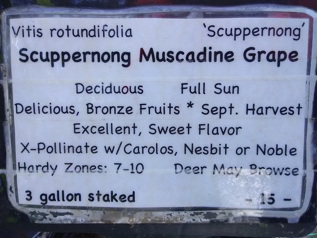 Scuppernong Muscadine Grape - Female Bronze Fruit Vine - image 3