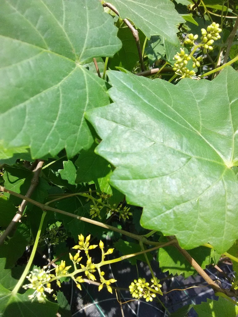 Scuppernong Muscadine Grape - Female Bronze Fruit Vine - image 4