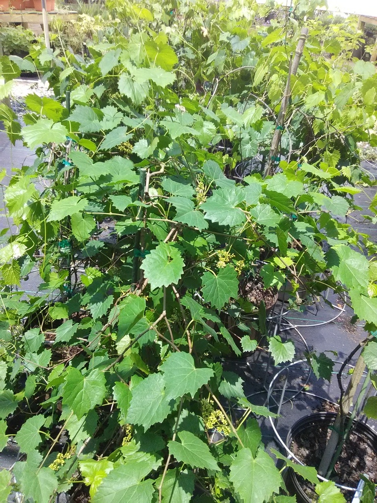 Scuppernong Muscadine Grape - Female Bronze Fruit Vine - image 5